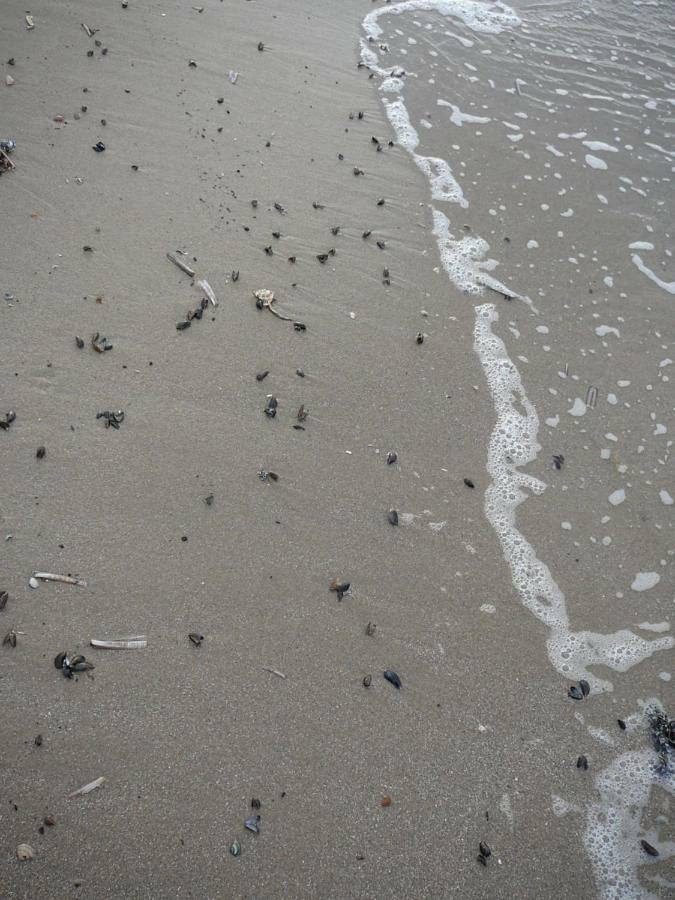 Strandslag Zanddijk 229 Julianadorp Aan Zee Extérieur photo